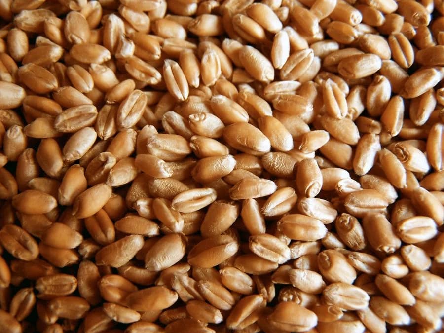 Soft wheat