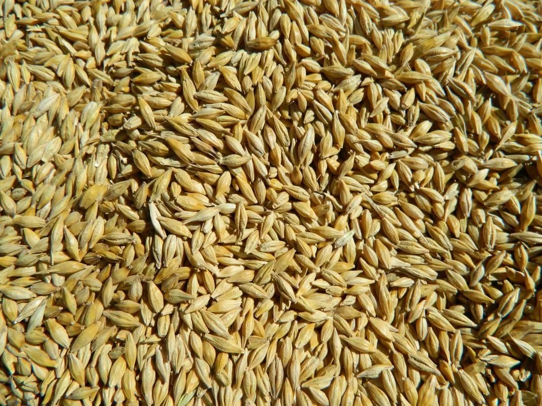 Feed barley