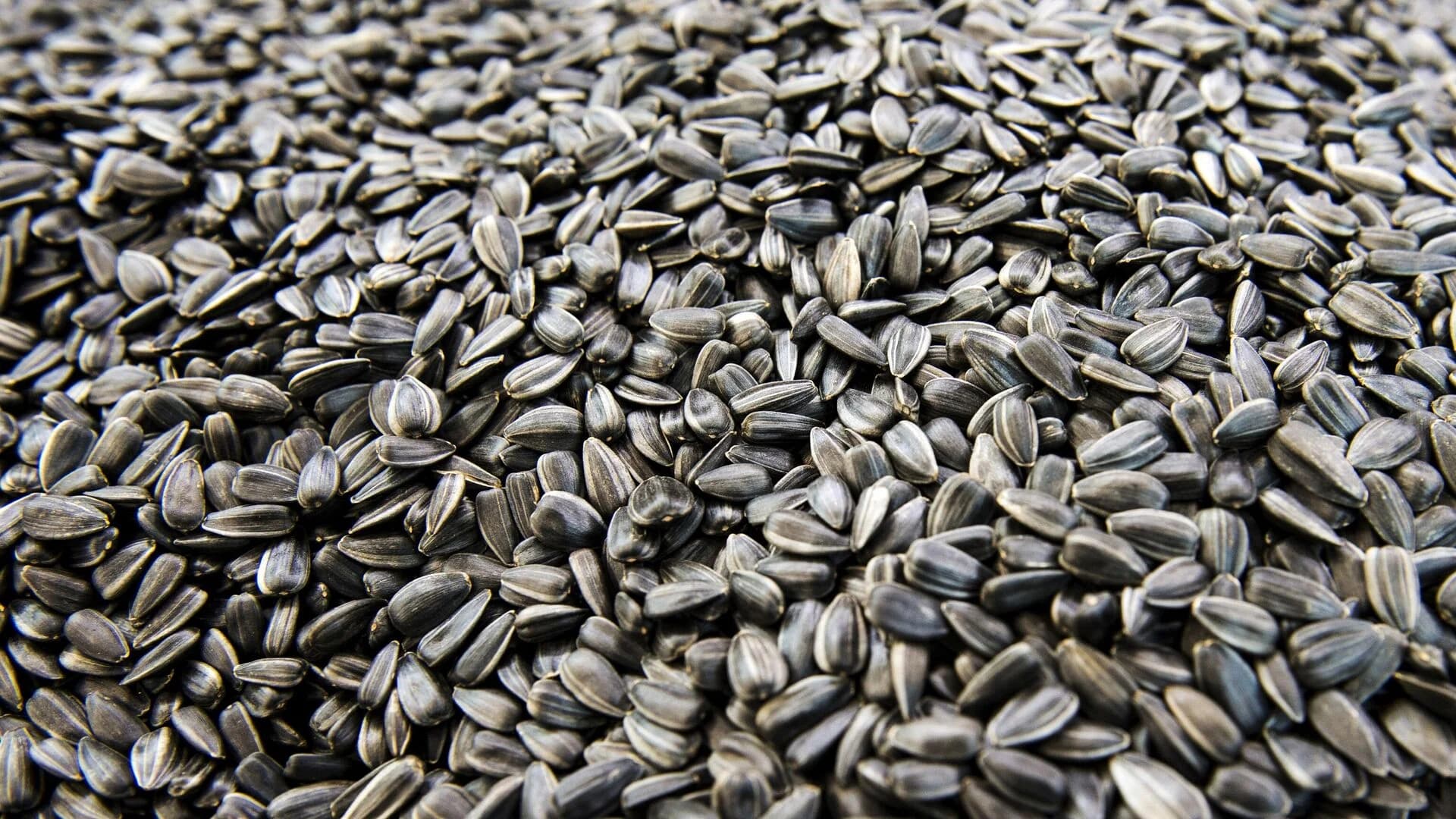 Sunflower seeds