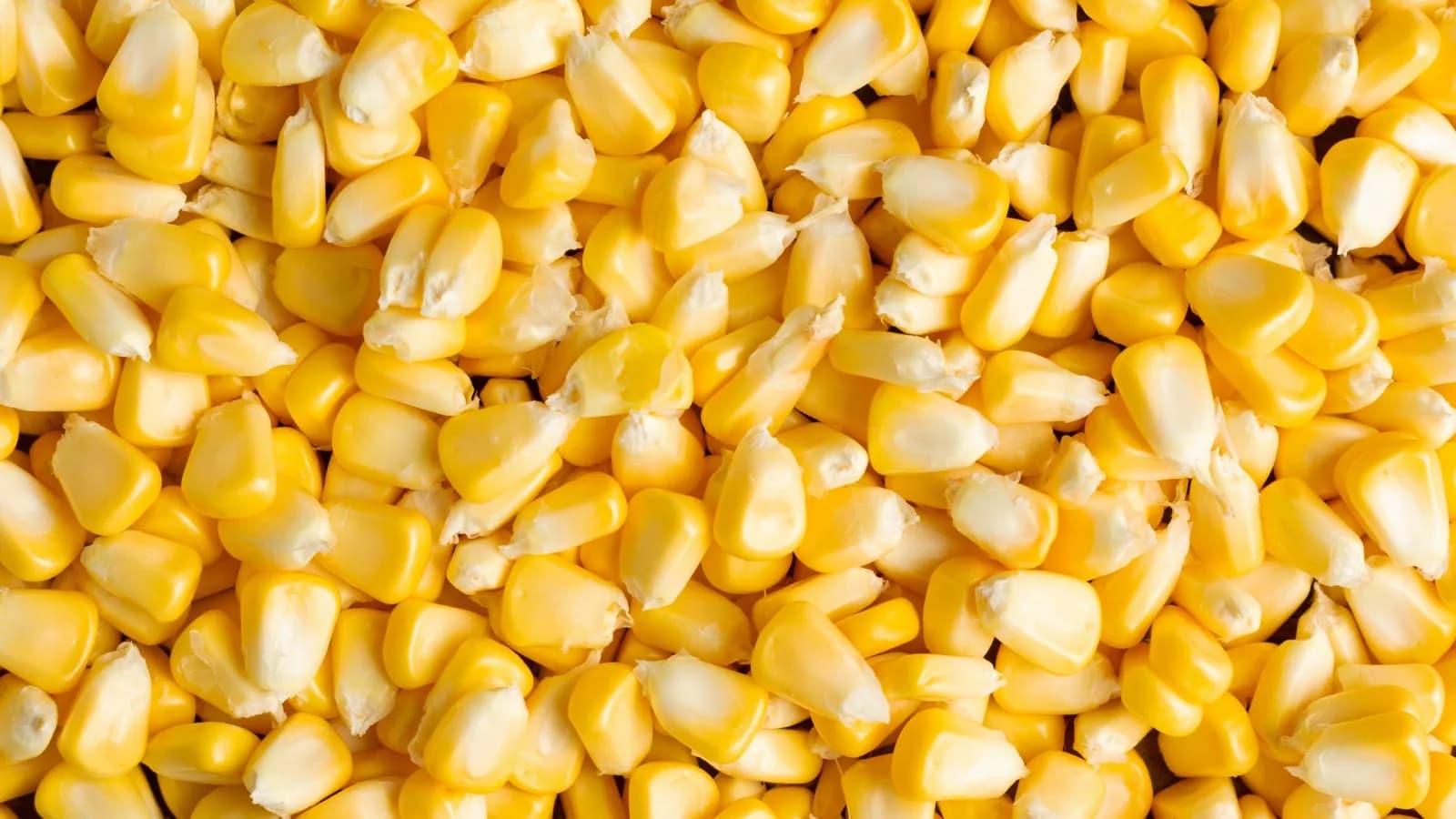 Corn grain